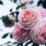 『私にやれと』の画像