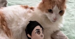 オランウータンのぬいぐるみとチューリップ