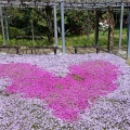 芝桜