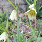 ターシャの布しごと＆花だより