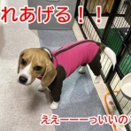 ガオだらけな日々　