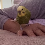 きゅるきゅるインコの日記