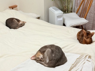 ワカボウニャイトとボクチンニャイトとボーットリス