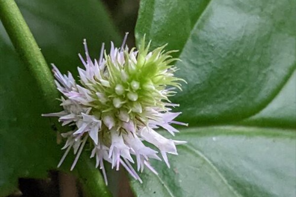 勝手に花言葉 徒然なるままに ミヤマウズラ