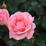 ５０代主婦、とりあえず書きます