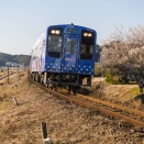 2月の天浜線　梅の花とウナ号