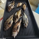 ４月１３日(月)４月１４日(火)釣果