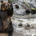 「昔、クマにおにぎりをあげた」と謎に自慢げな上司を一発で黙らせる“感じのいい一言”とは？
