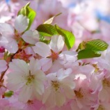 『接木の接ぎ目はどうする？』の画像