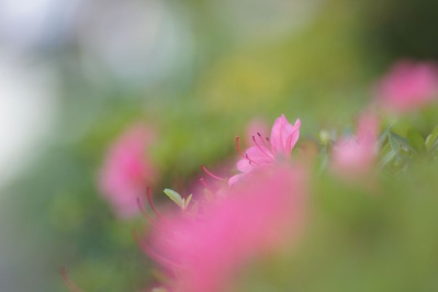 EBC FUJINON.T 135mm f2.5(M42) : 会計士によるバリューアップ