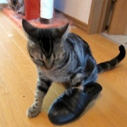 暴れん坊猫よりいろいろやらかしていた猫