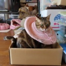 家の猫さん