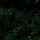 『投稿：横浜のヘイケボタル③　2022/07/13』の画像