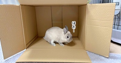 うさぎのルリ(4/22追記)