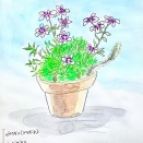 シバザクラをスケッチ