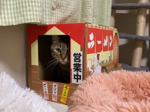 猫うどん細腕繁盛機再び　20260512