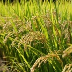 ベトナム人「コメ密輸して国産て書いて売ったろ。バカ舌の日本人なら騙せるっしょｗ」→ガチでぼろ儲けへ