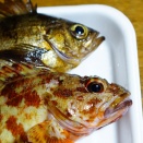 クリスマス、デカアジを狙ってると、目の前に〇〇が…。　-淡路島丸山漁港　2025年12月25日（木）-