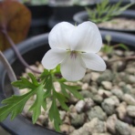 マツゴロウの山野草