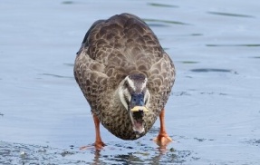 2026年8月13日の野鳥公園