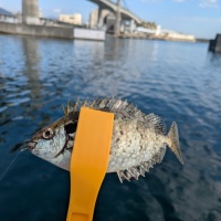 2025年11月27日(木)早川漁港釣り