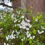 妄想ハワイ旅行にひとり盛り上がる日曜日