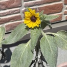 🌻復活