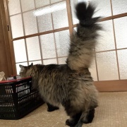 ハンターマロちゃん