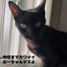 負傷猫フーちゃんトライアル開始。