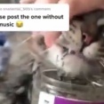 これが薬物のおそろしさ・・・。どんなに止めようと思っても止められない猫。海外の反応