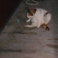 猫に小判を与えたら。 埋蔵金：千八百八拾九両　開けろ入れろぉ～、言ぅ～ときながらぁ・・・。
