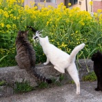猫写真家・沖 昌之のブログ　野良ねこちゃんねる。　
