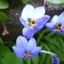 ハナニラでひと悶着…