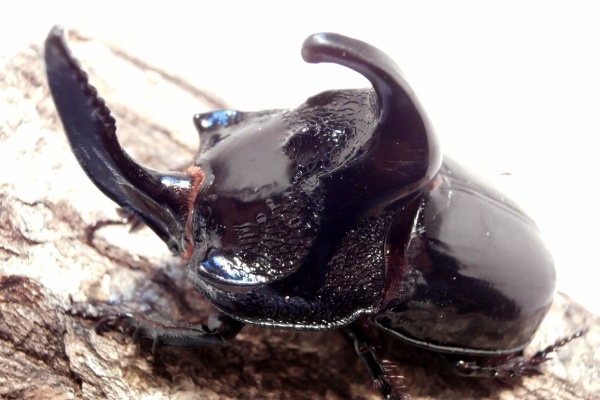 カブトムシ GdZ1tDtaoAAD-1V.jpg