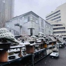 国風展併催『立春盆栽大市』初日から寒波大雪🌨️
