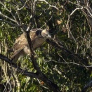 枝被りのクマタカ