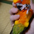 握られるのが苦じゃないタイプ