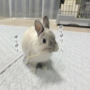 うさぎのルリ(2/9追記)