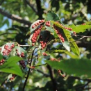 万博の「静けさの森」にある奇妙な赤い物は何？
