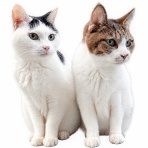 うちのとらまる