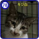 里親募集【 ハナ 】№78