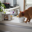 えっ！猫にとって拷問のようなもの？！