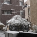 雪は降る・・・