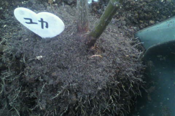 バラと酒に酔いしれて