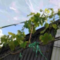 ブドウの栽培