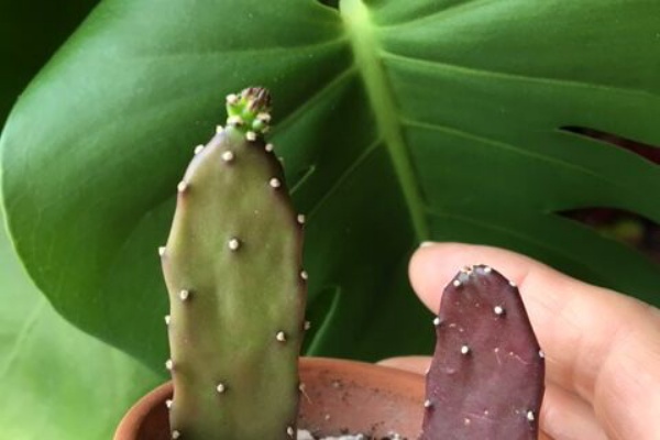 Plante Succulente Et Mousse サボテン