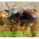 〇ラスト1ペア！P.ファベール＼(^o^)／