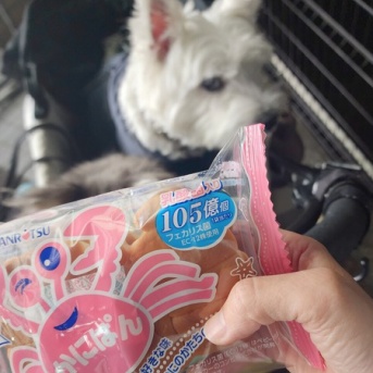 おやつ忘れた！でも犬たちはご満悦。飼い主も満足