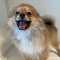 お店のワンちゃん紹介🐶