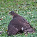 獲物を捕ったツミ（雀鷹）を撮る🦅📸（太田市）